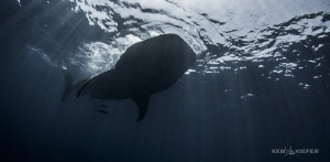 WhaleShark above me near Isla Mujeres    They are so grac... by Ken Kiefer 